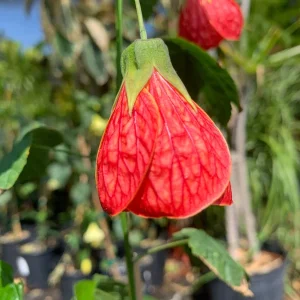 Abutilon Sangria Live Plant – 2-3ft Tall in 6in Pot – Red-Veined Flowers - Image 1