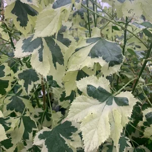 Abutilon 'Savitzii' Live Plant – 2 ft Tall, 6 inch Pot, Flowering Shrub - Image 2