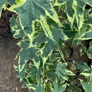 Abutilon Souvenir de Bonn Live Plant - 1 ft Tall in 6 inch Pot - Image 2