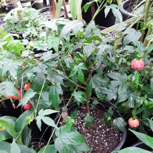 Abutilon 'Tiger Eye' Flowering Maple Live Plant - 2-3 Feet Tall - 3 Gallon Pot - Image 1