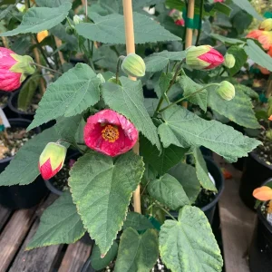 Abutilon Tropic Rose Live Plant – 1 ft Tall – Ship in 1 Gallon Pot – Outdoor Shrub - Image 1