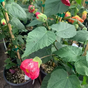 Abutilon Tropic Rose Live Plant – 1 ft Tall – Ship in 1 Gallon Pot – Outdoor Shrub - Image 2