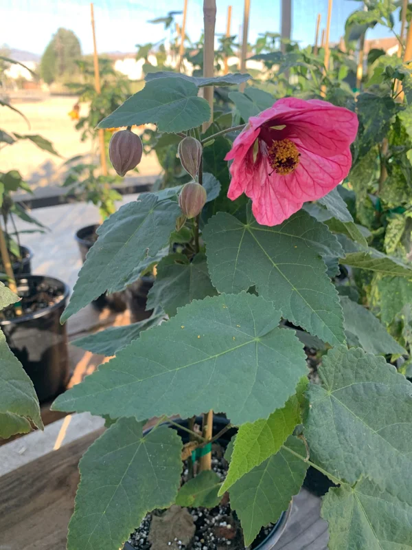 Abutilon 'Watermelon Candy' Live Plant - Flowering Maple, 1 Gallon Pot - Image 2