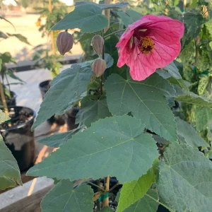 Abutilon 'Watermelon Candy' Live Plant - Flowering Maple, 1 Gallon Pot - Image 4