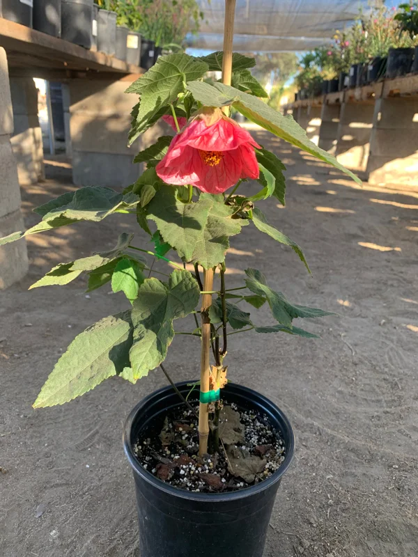 Abutilon 'Watermelon Candy' Live Plant - Flowering Maple, 1 Gallon Pot - Image 1