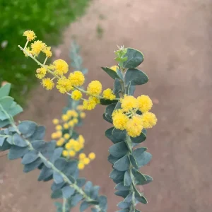 Acacia Cultriformis Live Plant – Knifeleaf Acacia – 1 Gallon Pot – 1 Foot Tall - Image 2