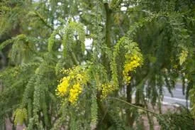 Acacia Pravissima Live Plant – 1 ft Tall – 6 inch Pot – Outdoor Shrub Tree - Image 1