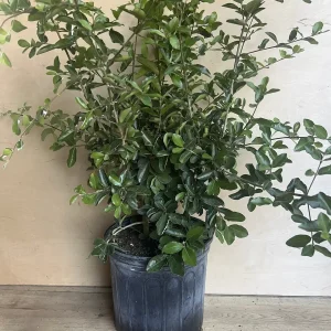 Acerola Cherry Live Plant (Barbados Cherry) - 10