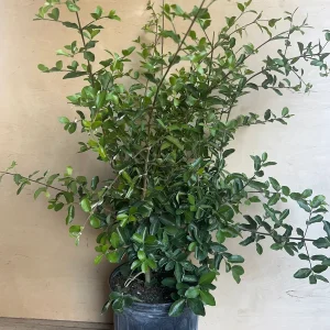 Acerola Cherry Live Plant (Barbados Cherry) - 10