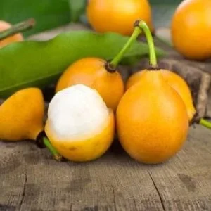 Achacha Live Plant - 1 to 2 Feet Tall Tropical Fruit Tree - Ship 3 Gal Pot - Image 1