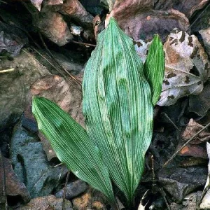 Adam & Eve Orchid Bare Root - Native Putty Root Aplectrum hyemale - Image 2