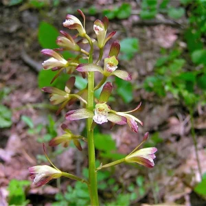 Adam & Eve Orchid Live Plant - Aplectrum Hyemale - Woodland Orchid - Image 4