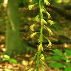 Adam & Eve Orchid Live Plant - Aplectrum Hyemale - Woodland Orchid - Image 5