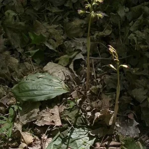 Adam & Eve Orchid Live Plant - Aplectrum Hyemale - Woodland Orchid - Image 8