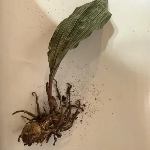 Adam & Eve Orchid Live Plant - Aplectrum Hyemale - Woodland Orchid - Image 9