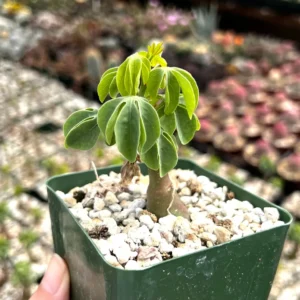 Adenia Glauca Live Succulent Plant – Unique Houseplant in 4 inch Pot - Image 1