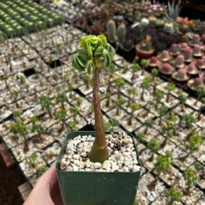 Adenia Glauca Live Succulent Plant – Unique Houseplant in 4 inch Pot - Image 4