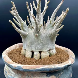 Adenium Arabicum Desert Rose Live Plant - Bare Root, Drought-Tolerant - Image 2