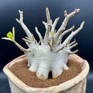 Adenium Arabicum Desert Rose Live Plant - Bare Root, Drought-Tolerant - Image 3