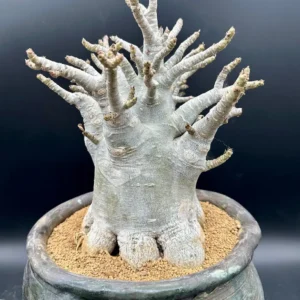Adenium Arabicum Desert Rose Live Plant - Bare Root, Drought-Tolerant - Image 1