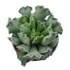 Adromischus cristatus Crinkle Leaf Succulent Live Plant - Easy Care - Image 1