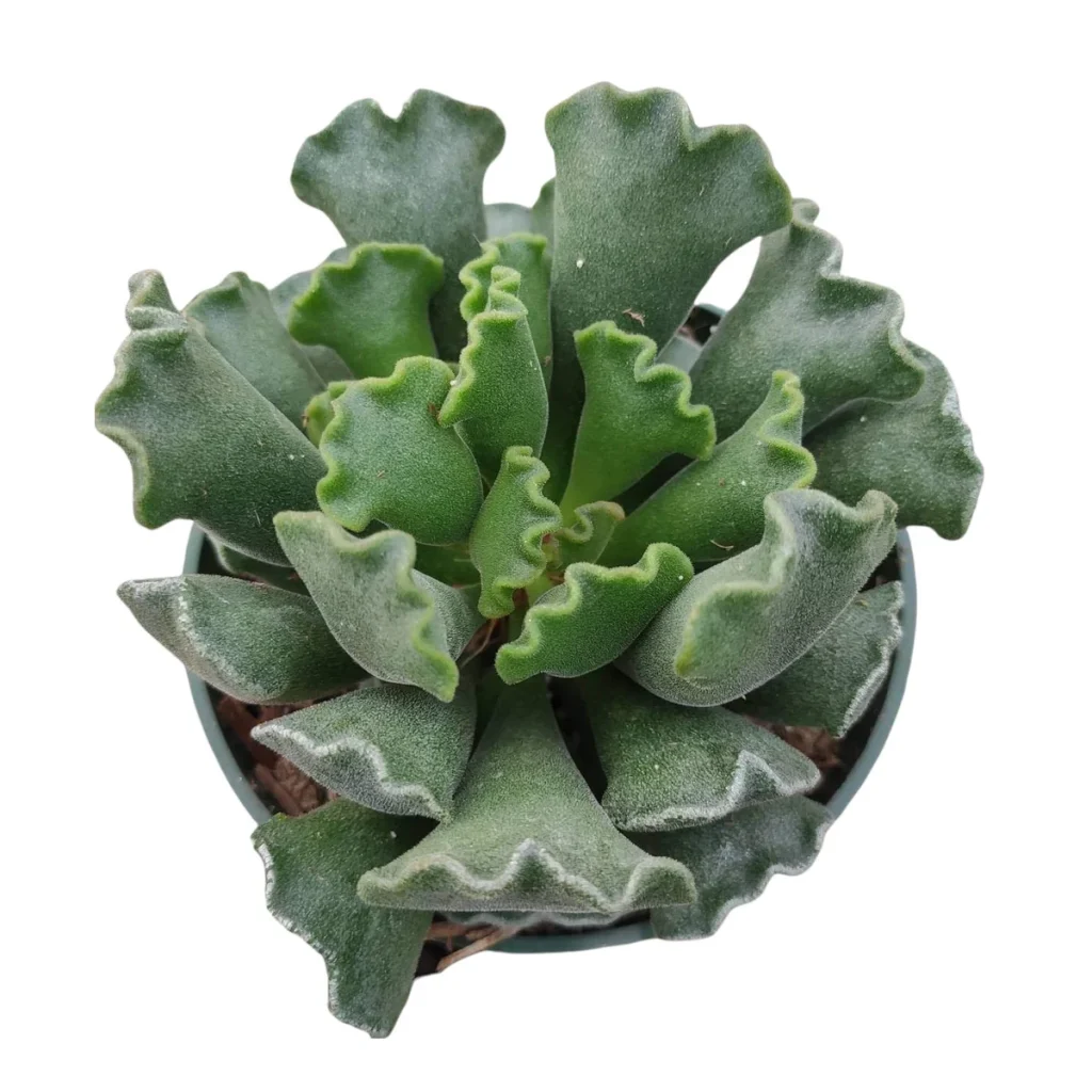 Adromischus cristatus Crinkle Leaf Succulent Plant
