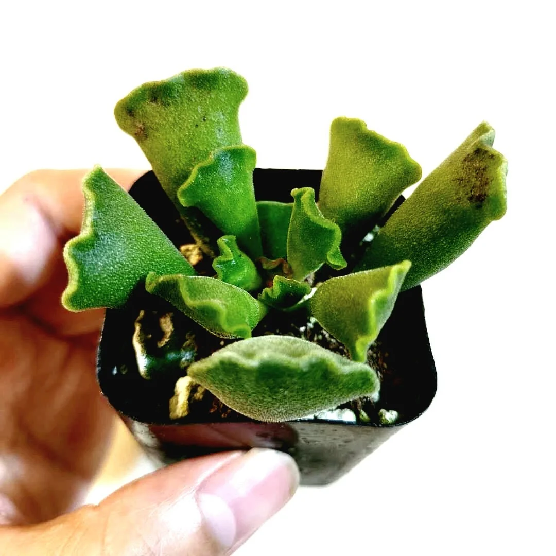 Adromischus cristatus Crinkle Leaf Succulent Live Plant - Easy Care - Image 2