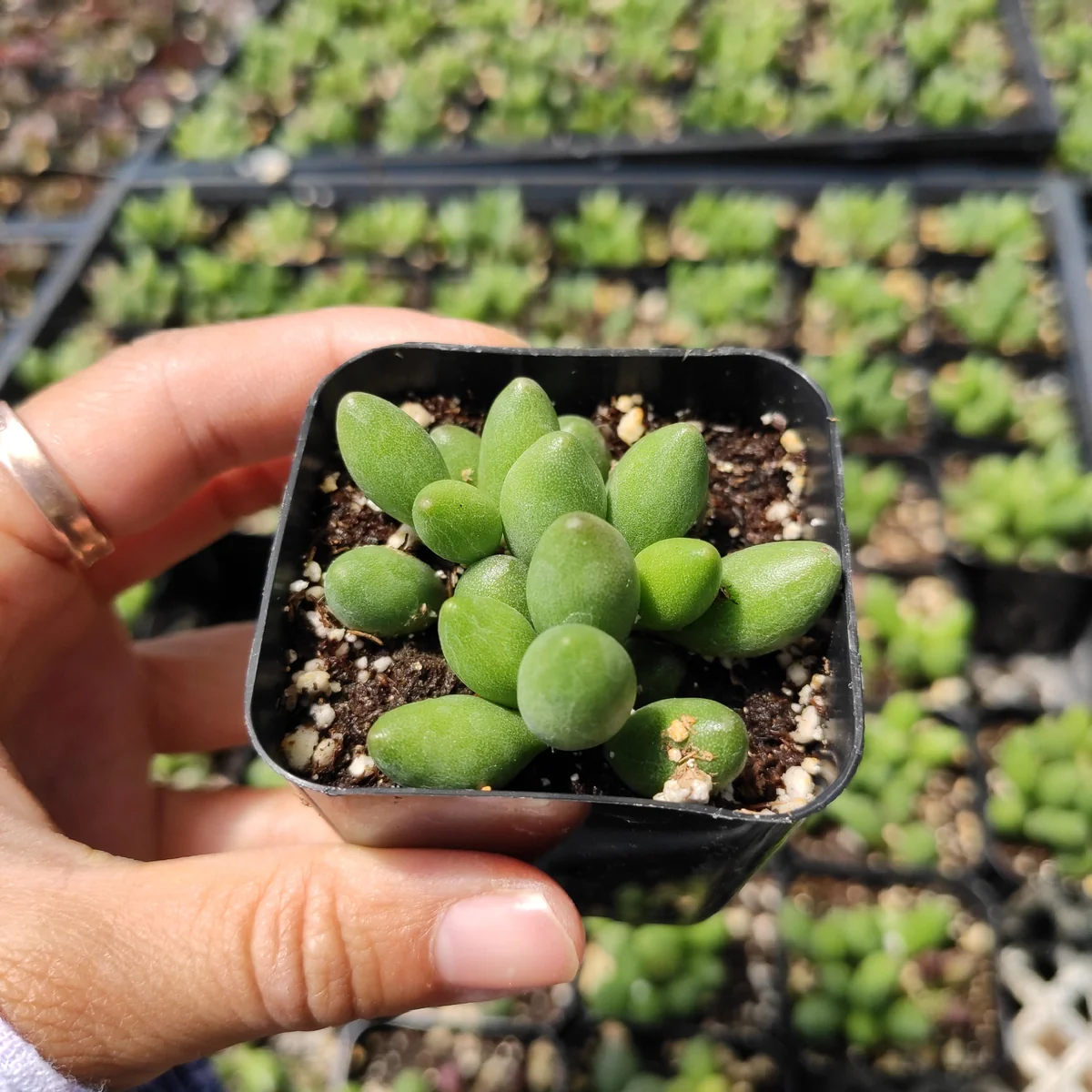 Adromischus oviforme Succulent Plant – Live Plant – Drought Tolerant - Image 3