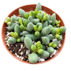 Adromischus oviforme Succulent Plant – Live Plant – Drought Tolerant - Image 1