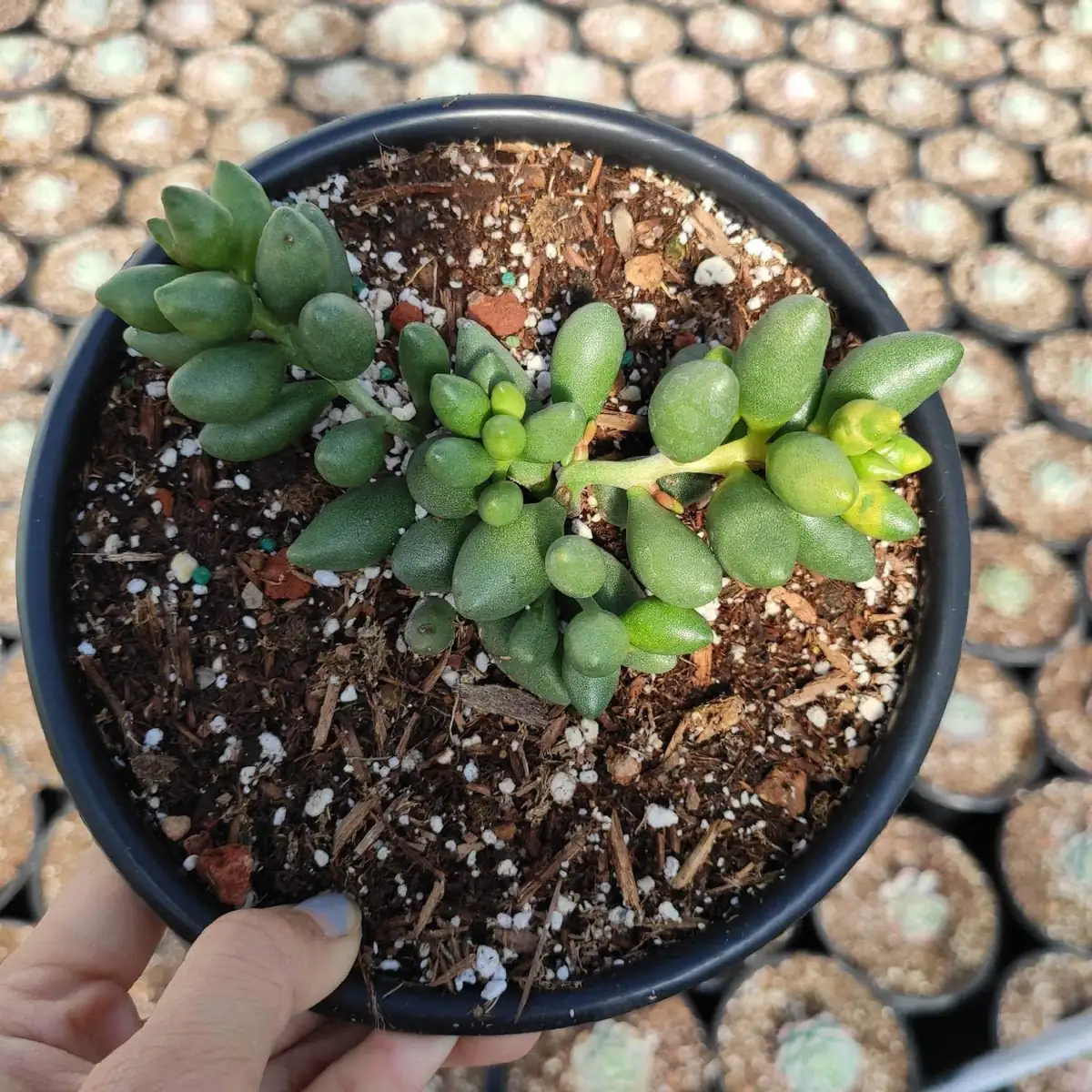 Adromischus oviforme Succulent Plant – Live Plant – Drought Tolerant - Image 5