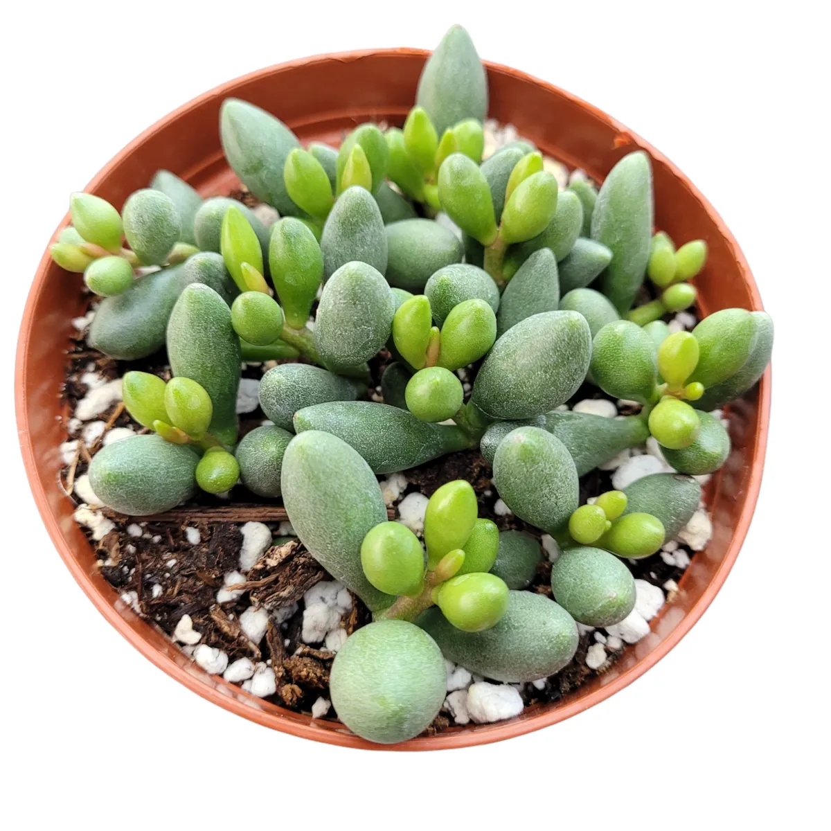 Adromischus oviforme Succulent Plant – Live Plant – Drought Tolerant - Image 1