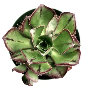 Aeonium Akafuji 'Red Fuji' Live Succulent Plant - Vibrant Red & Green Foliage - Image 2