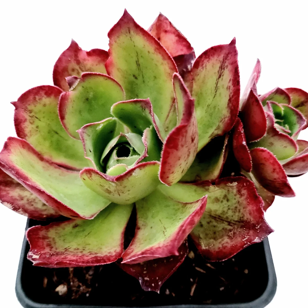 Aeonium Akafuji 'Red Fuji' Live Succulent Plant - Vibrant Red & Green Foliage - Image 3