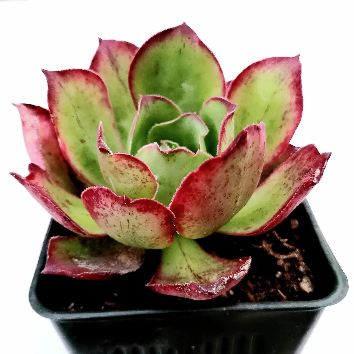 Aeonium Akafuji 'Red Fuji' Live Succulent Plant - Vibrant Red & Green Foliage - Image 4