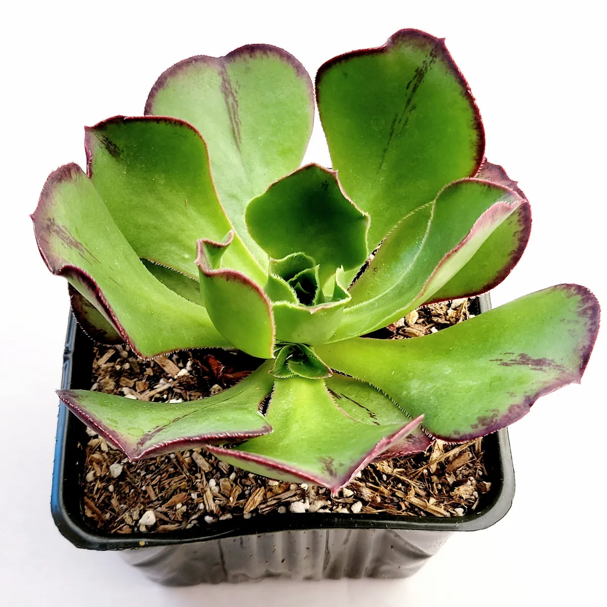 Aeonium Akafuji 'Red Fuji' Live Succulent Plant - Vibrant Red & Green Foliage - Image 6