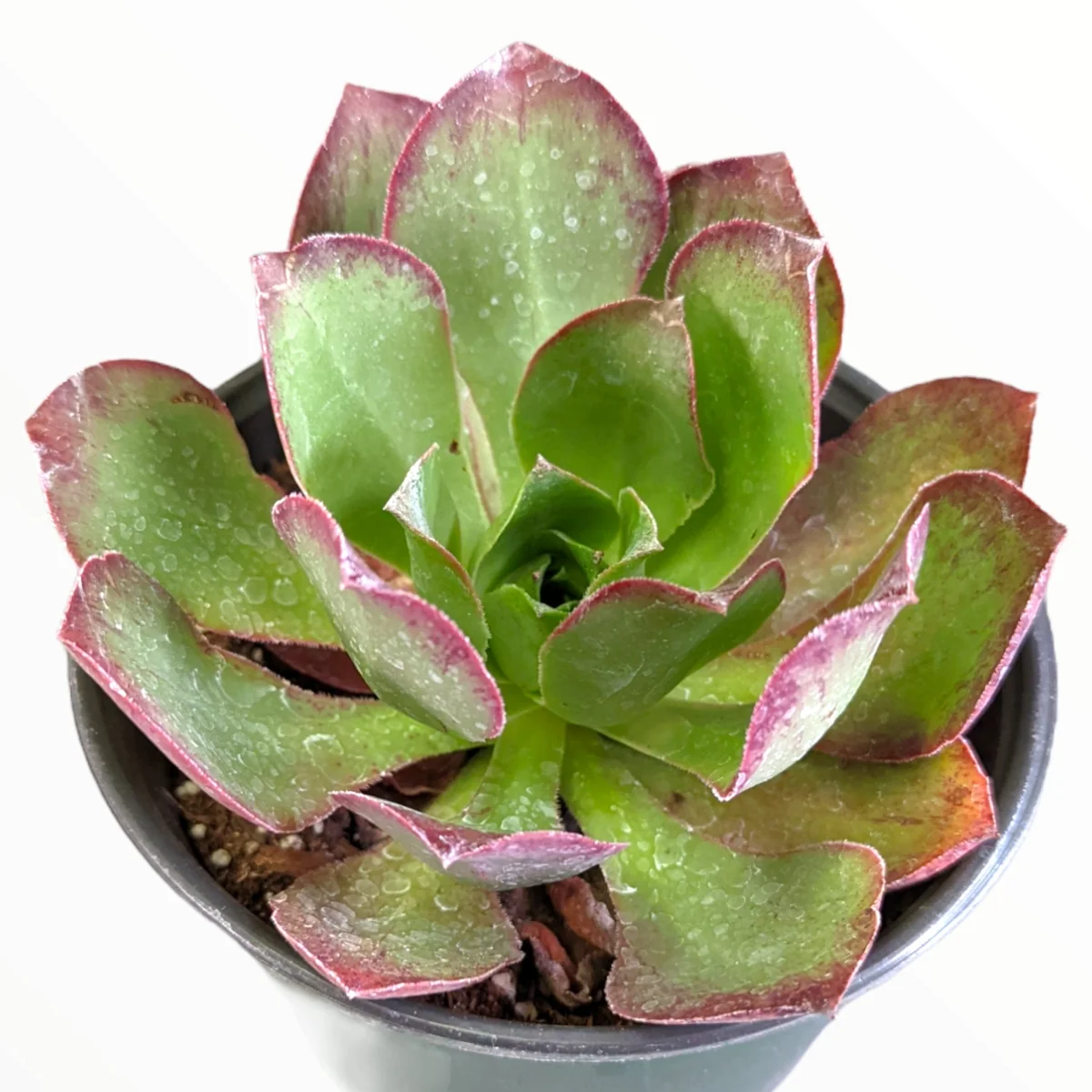 Aeonium Akafuji 'Red Fuji' Live Succulent Plant - Vibrant Red & Green Foliage - Image 7