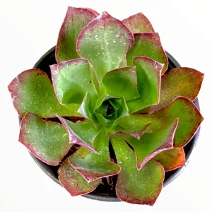 Aeonium Akafuji 'Red Fuji' Live Succulent Plant - Vibrant Red & Green Foliage - Image 8
