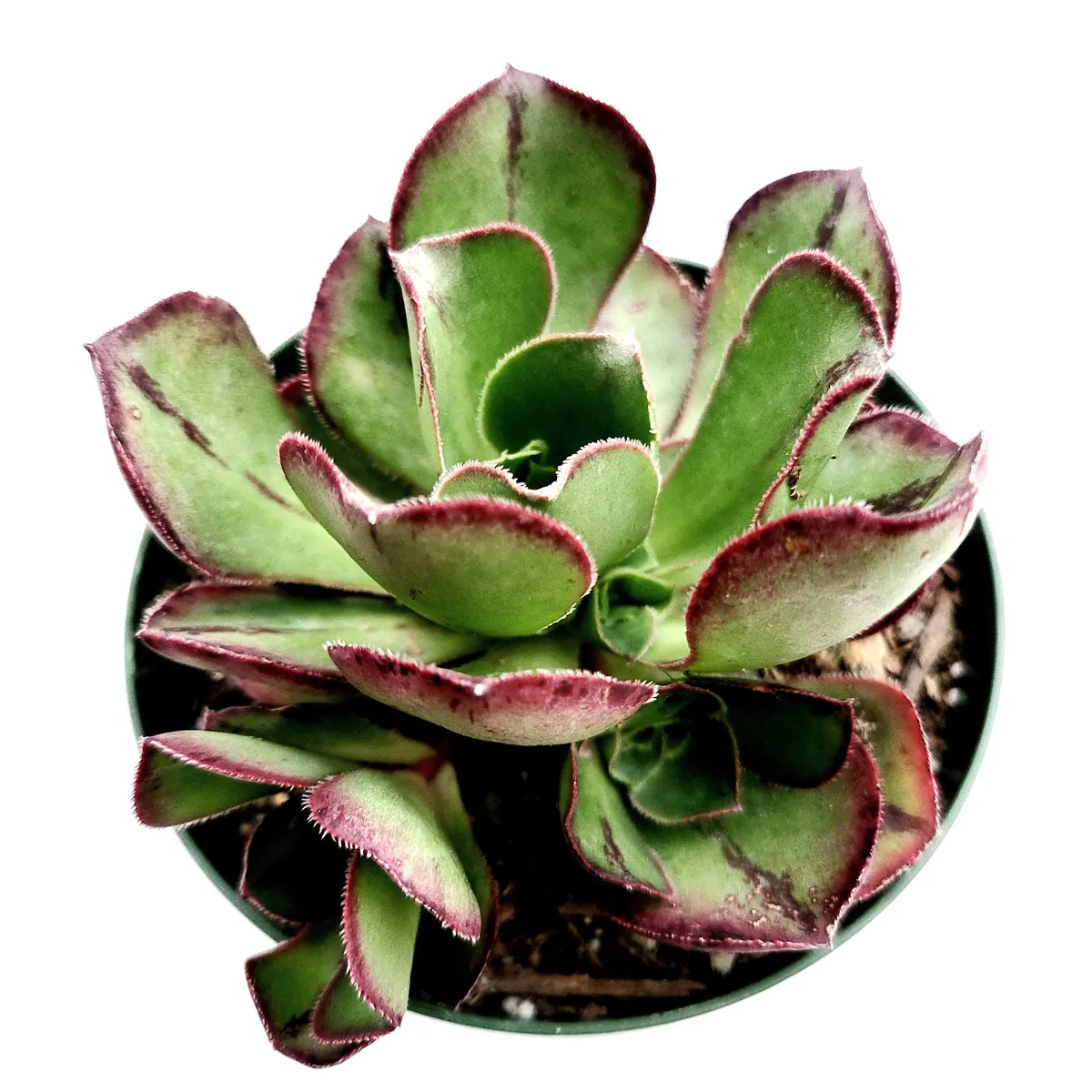 Aeonium Akafuji 'Red Fuji' Live Succulent Plant - Vibrant Red & Green Foliage - Image 1
