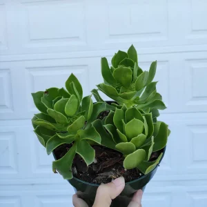 Aeonium Arboreum cv. Succulent Live Plant – Drought-Tolerant Indoor/Outdoor - Image 3