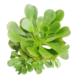 Aeonium arboreum 'Green Cashmere' Succulent Live Plant - Rare Rosette - Image 1