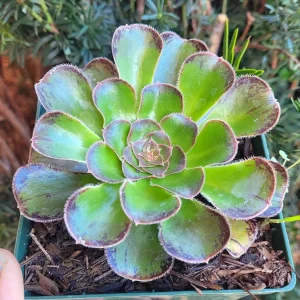 Aeonium arboreum var. rubrolineatum Succulent Plant – Live Indoor/Outdoor - Image 4