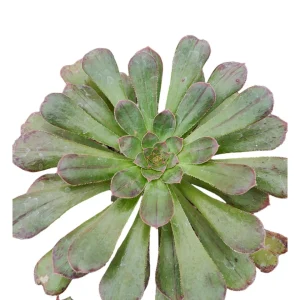 Aeonium arboreum var. rubrolineatum Succulent Plant – Live Indoor/Outdoor - Image 5