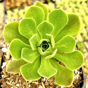 Aeonium 'Ballerina' Succulent Plant - Live Crassulaceae with White Margins - Image 3