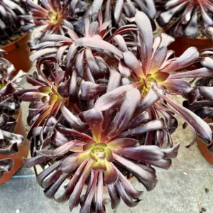 Aeonium Black Rose Live Succulent Plant – Dark Purple Foliage – 2