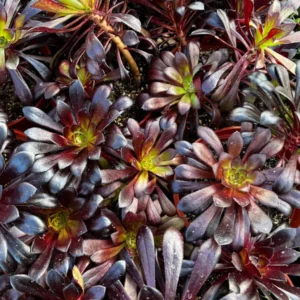 Aeonium Black Rose Live Succulent Plant – Dark Purple Foliage – 2" 4" 6" Pot - Image 2