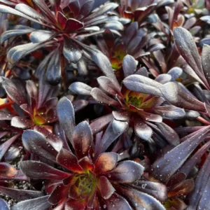 Aeonium Black Rose Live Succulent Plant – Dark Purple Foliage – 2