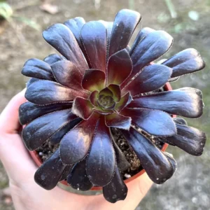 Aeonium Black Rose Live Succulent Plant – Dark Purple Foliage – 2