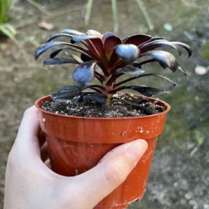 Aeonium Black Rose Live Succulent Plant – Dark Purple Foliage – 2