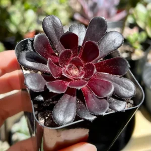 Aeonium Black Rose Live Succulent Plant – Dark Purple Foliage – 2