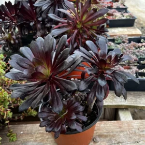 Aeonium Black Rose Live Succulent Plant – Dark Purple Foliage – 2